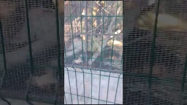 белки смотреть онлайн