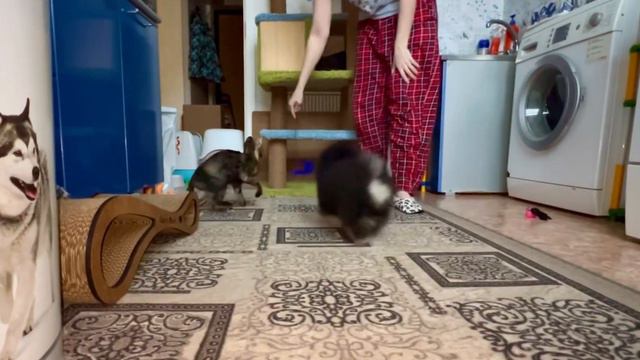Малыш померанский шпиц Босс