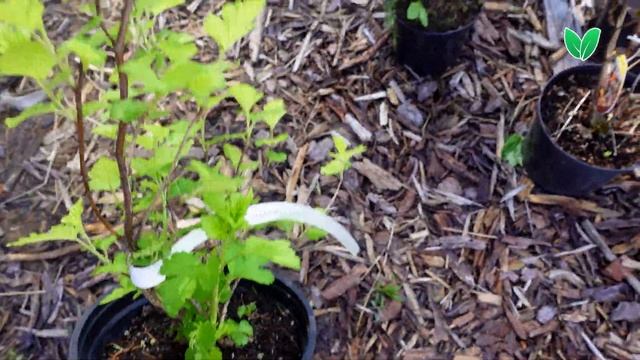 Пузыреплодник Лютеус Physocarpus opulifolius «Luteus», Зеленый Сад смотреть онлайн