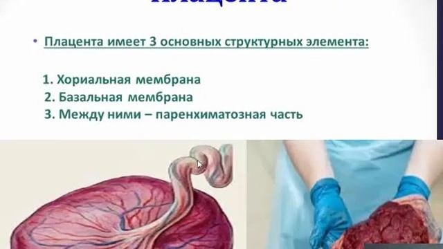 Основные этапы развития акушерства и перинатологии  Оплодотворение  Физиологические изменения, прои