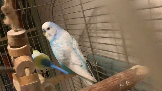 Марк попугай смотреть онлайн