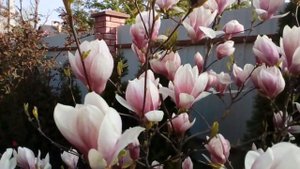 Магнолия Суланж 27апреля2019  #magnolia#soulangeana