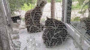 24 июля 2024г. Знакомлю с кошками.