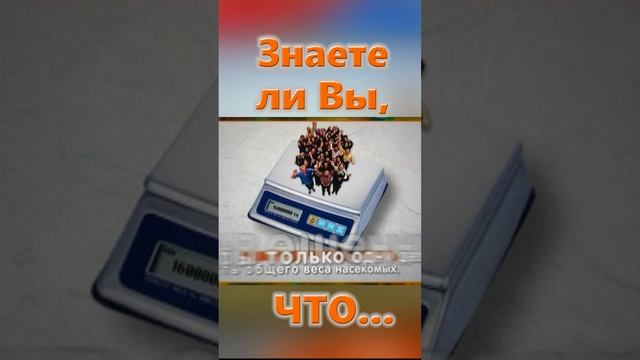 Знаете ли Вы, Что? Насекомые