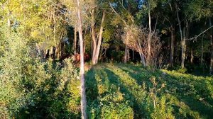 Плавающие лошади