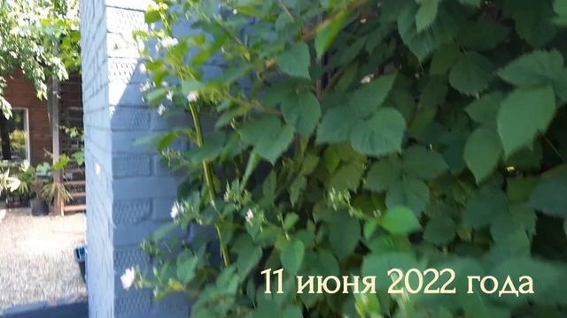 Садовые ежевика и голубика. Выращивание на юге России.