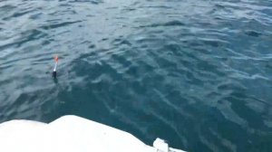 Хариус на Иркутском море.