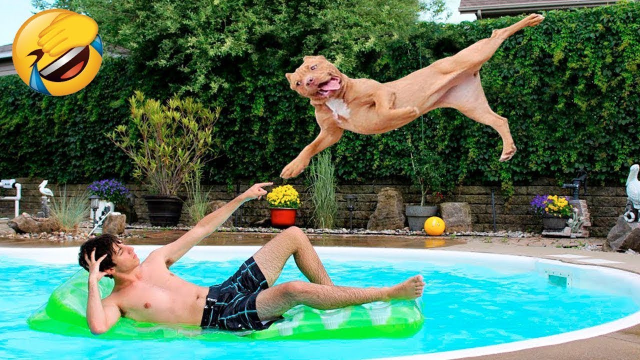 СМЕШНЫЕ ЖИВОТНЫЕ 2023 ЛУЧШИЕ ПРИКОЛЫ С КОТАМИ И CОБАКАМИ смотреть онлайн