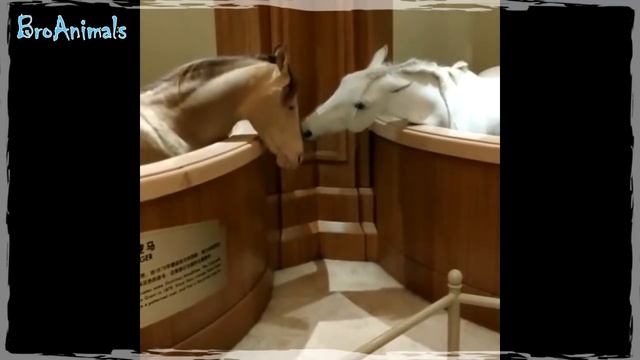 ЛАМА ЕСТ УХО КОТА, приколы с животными подборка | Fun with Animals #633 смотреть онлайн