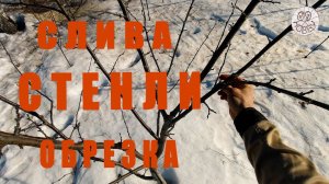 Весенняя обрезка сливы! Трёхлетка сорта "СТЕНЛИ"! Работа над ошибками!