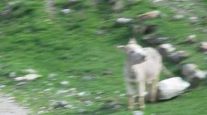 Как кричит осёл.