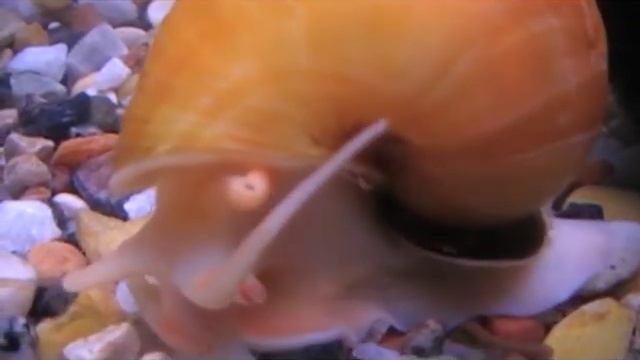 Ampullaria смотреть онлайн