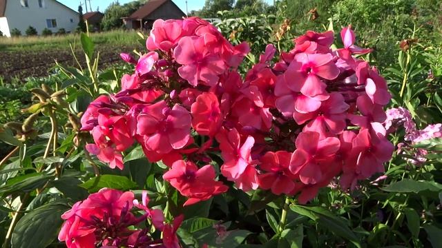 ФЛОКС метельчатый Памяти Гаганова. Автор: Репрев Ю.А. Год: 1984. смотреть онлайн