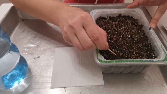 Открытие посевной 2023: сею землянику впервые смотреть онлайн