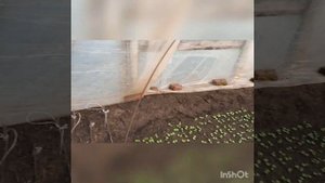 Всходы и посев редиса с помощью вакуумной сеялки точного высева СТВ-8М