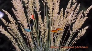 Келерия сизая ? сизая келерия обзор: как сажать, рассада келерии