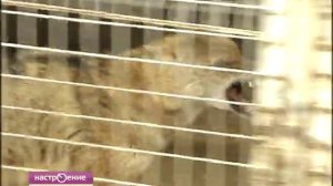 Шакало-псовый гибрид. Собака Сулимова.