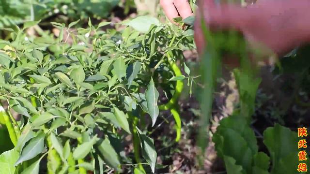 【陕北霞姐】天凉了，霞姐带着家人去地里拔白萝卜，回家做个爽脆泡萝卜，下饭小菜吃的香！ смотреть онлайн