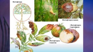 "Отдел Оомикота", Биология 7 класс, Сивоглазов