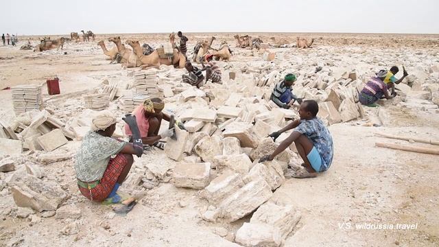 Пустыня Данакиль, Эфиопия, добыча соли вручную смотреть онлайн