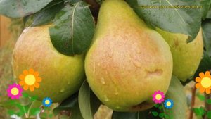 Груша обыкновенная Москвичка. Краткий обзор, описание характеристик pyrus communis Moskvichka