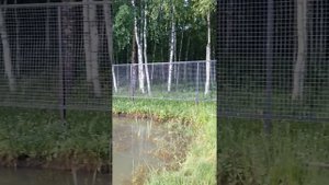 Бюджетный забор. Забор своими руками. Недорогой забор. Пишите вопросы отвечу