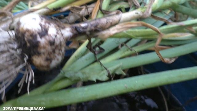 Урожай ЧЕСНОКА /13.07.19/ Сорта: ГУЛЛИВЕР, ЛЮБАША, СЛОН/ Сушка чеснока смотреть онлайн