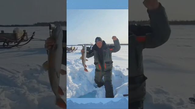 рыбалка в Якутии #якутия #рыбалка #клеваярыбалка #fishing #fish #carpfishing #поймать #эхолот смотреть онлайн