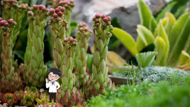 Të gjithë e njohim këtë bimë, ila'çi i saj kuron problemet më të përhapura tek të gjitha moshat смотреть онлайн