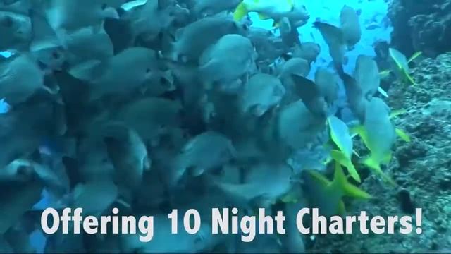 Дайвинг сафари у острова Кокос на яхте Okeanos Aggressor смотреть онлайн