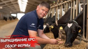 Как выращивают КРС? В чём особенности содержания бычков, коров и телят? Обзор фермы.