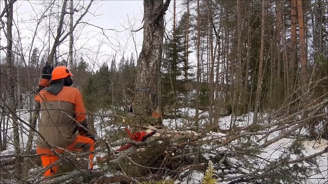 КАК НАПИЛИТЬ ДРОВ. смотреть онлайн
