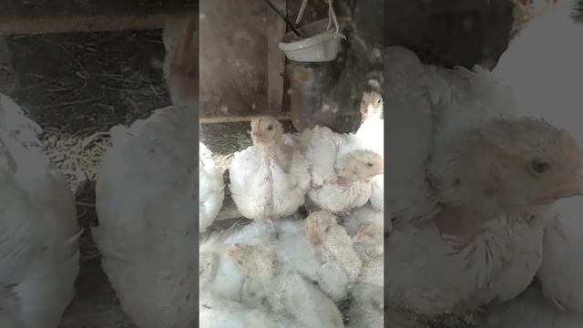 Слепой кот смотреть онлайн