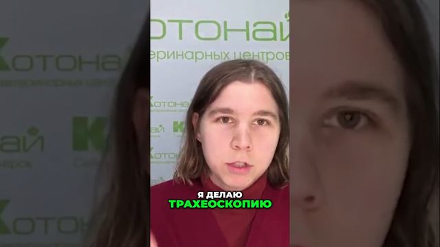 Почему важно обратиться к врачу | советы для владельцев собак