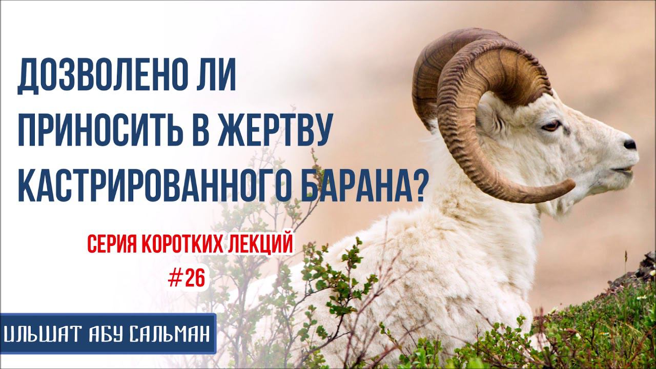 Кастрированный баран это. Кастрированный баран это. Щипцы телятникова для кастрации крс. Чувак значение слова. Кастрированный баран это.