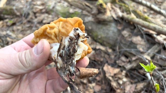 Весенние грибы в солнечном лесу по утру ! 19 апреля ! Грибы 2023 ! смотреть онлайн