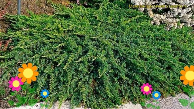 Можжевельник обыкновенный Гринмантл. Краткий обзор, описание Juniperus Communis Greenmantle