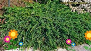 Можжевельник обыкновенный Гринмантл. Краткий обзор, описание juniperus communis Greenmantle