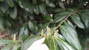 Лавровишня в Краснодаре весной.