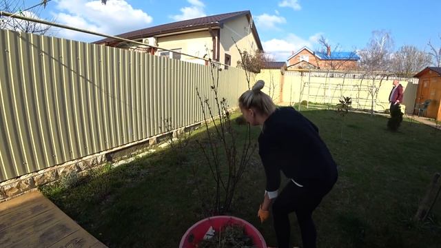 Выжигаем тлю. Новый способ борьбы с паразитами. Наводим порядок в саду после затянувшейся зимы. смотреть онлайн