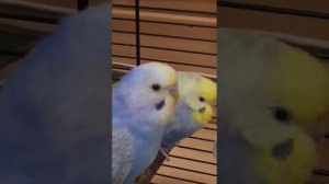 В каждой строчке только точки после буквы Л