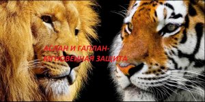 АСЛАН-И-ГАПЛАН-МГНОВЕННАЯ-ЗАЩИТА-ДЛЯ-ВСЕХ-ОТ-"ВЕДЬМИНА ИЗБА"-ОТ-ИНГИ ХОСРОЕВОЙ