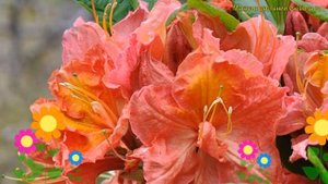 Азалия гибридная Джуанита. Краткий обзор, описание характеристик, где купить саженцы azalea Juanita