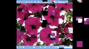 Giống hạt bông Dạ Yên Thảo viền PETUNIA - PET081 Jumbo Velvet Frost