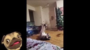 ?Пушистое 100% развлечение!?Смешные Кошки Приколы с Кошками и Собаками #4