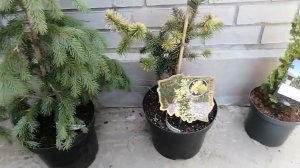 Обзор посылки с хвойными//Делаю капельный полив и отсыпку щебнем на новом миксбордере