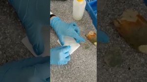 Лабораторная работа на тему " Плесневые грибы"