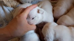 ВЫБОР ЩЕНКОВ АМЕРИКАНСКОГО БУЛЬДОГА. ПРОДАЖА