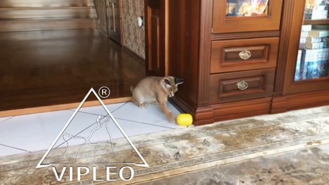 Каракеты великолепные коты! Caracat. Каракет. смотреть онлайн