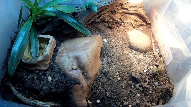 Брачные игры прытких ящериц (timelapse) смотреть онлайн